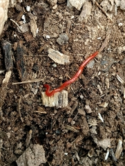 Strigamia bothriopus