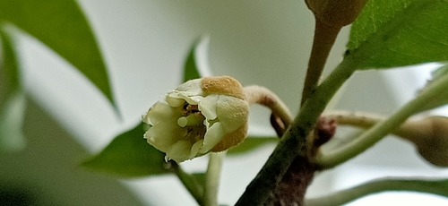 Sapodilla (Manilkara zapota)