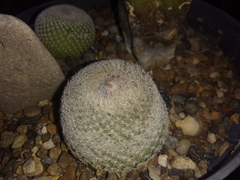 Epithelantha