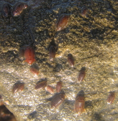 Isocladus armatus