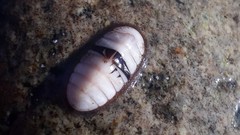 Ischnochiton pusio