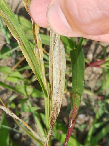 Sclerospora graminicola, 2024-08-23