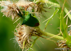 Palomena spinosa