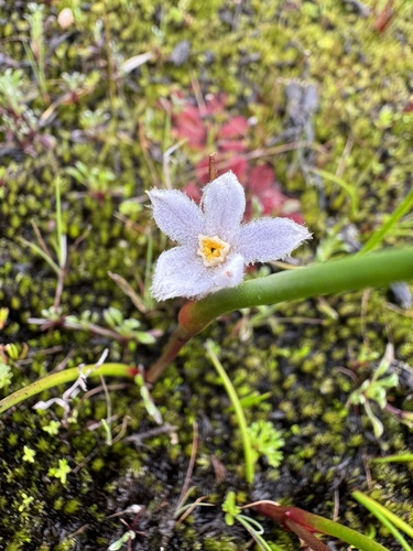 Image of Tribonanthes violacea by (c) Tyler Anthony, some rights reserved (CC BY)