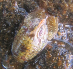 Isocladus armatus