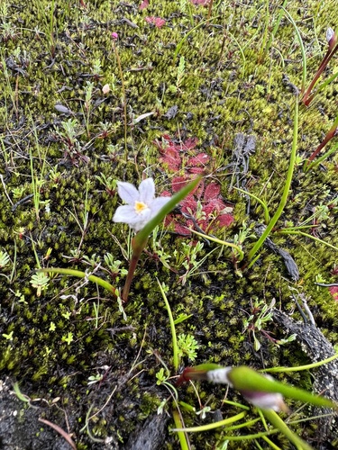Image of Tribonanthes violacea by (c) Tyler Anthony, some rights reserved (CC BY)