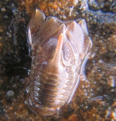 Isocladus armatus