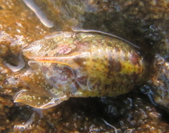 Isocladus armatus