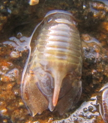 Isocladus armatus