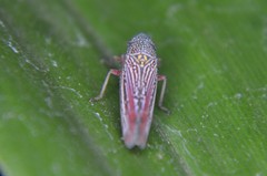 Graphocephala punctulata