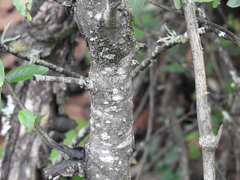 Karwinskia humboldtiana