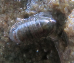 Exosphaeroma