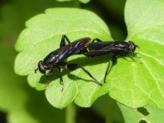 Chalcosyrphus chalybeus