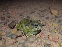 Pleurodema brachyops