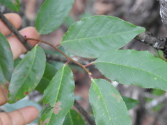 Karwinskia humboldtiana