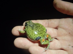 Pleurodema brachyops