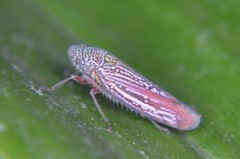 Graphocephala punctulata