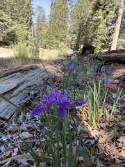 Iris hartwegii australis