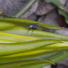 Lucilia