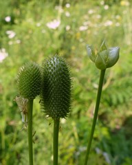 Anemone virginiana