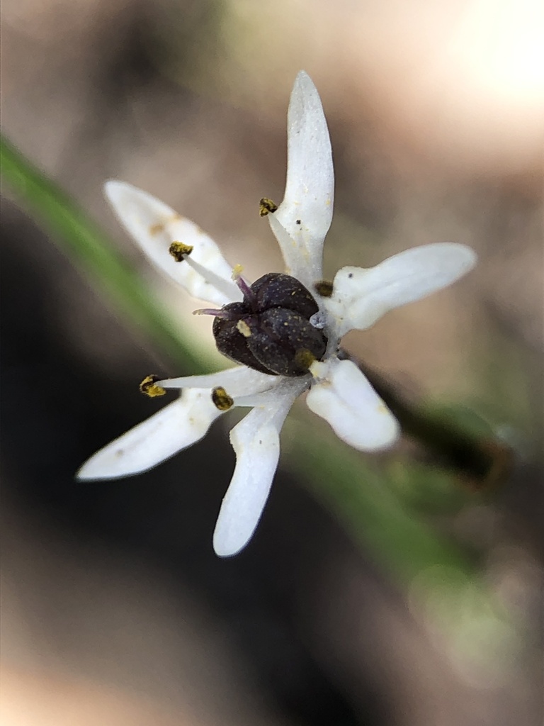 Wurmbea sinora (Wurmbea sinora)