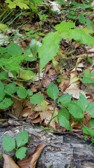 Cardamine diphylla