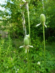Anemone virginiana