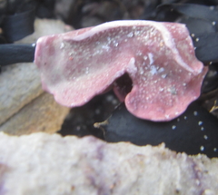 Lithophyllum carpophylli