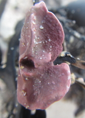 Lithophyllum carpophylli