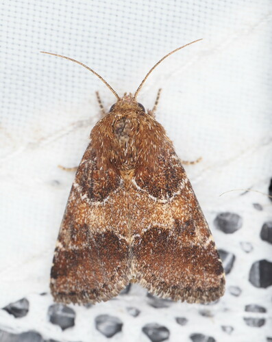 Schinia ultima photo 3