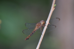 Orthemis