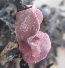 Lithophyllum carpophylli