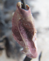 Lithophyllum carpophylli