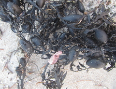 Lithophyllum carpophylli