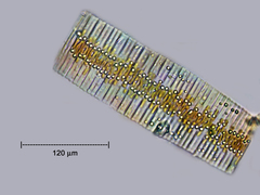 Fragilaria