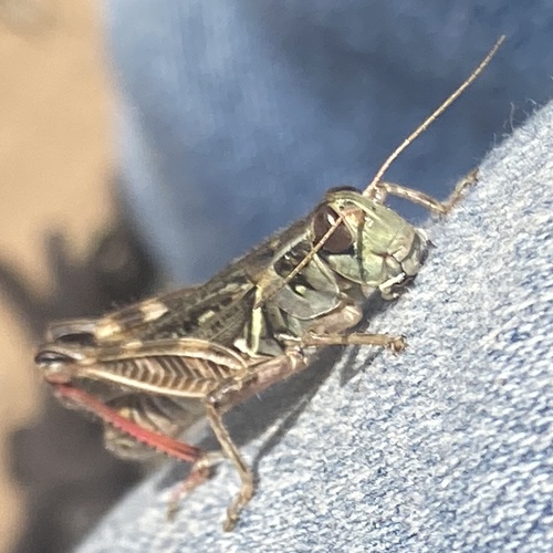 Gladston's Spur-throat Grasshopper photo 6