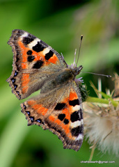 Aglais caschmirensis