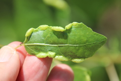Thecabius populimonilis