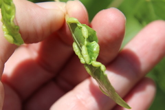 Thecabius populimonilis