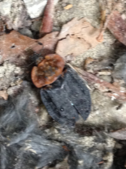 Oiceoptoma thoracicum