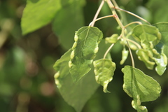 Thecabius populimonilis