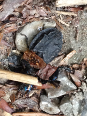 Oiceoptoma thoracicum