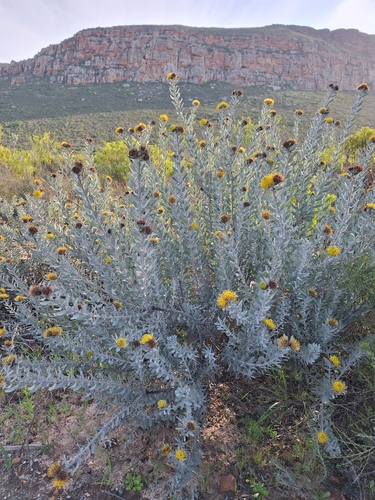 Image of Leucospermum rodolentum by (c) Adele SL, some rights reserved (CC BY)