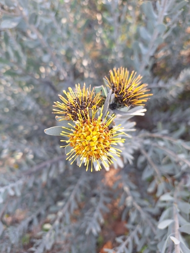 Image of Leucospermum rodolentum by (c) Adele SL, some rights reserved (CC BY)
