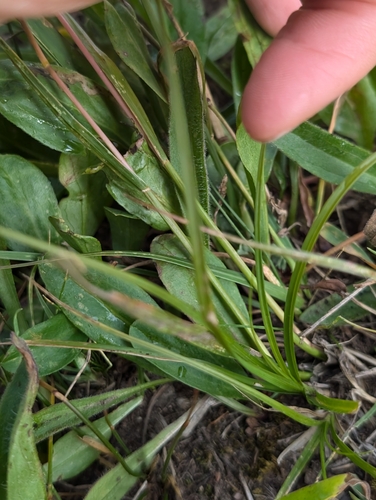 Image of Danthonia intermedia by (c) Katherine Baird, some rights reserved (CC BY)