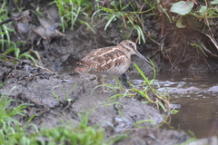 Gallinago solitaria