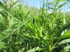 Trirhabda canadensis