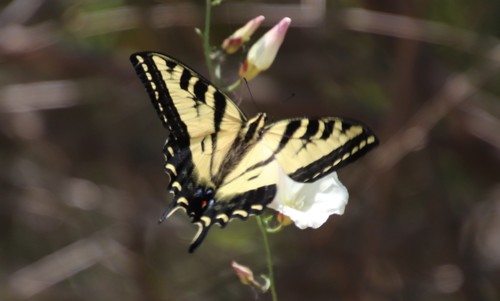 Western tiger swallowtail