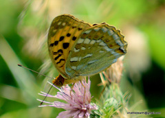 Argynnis kamala