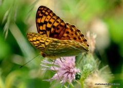 Argynnis kamala